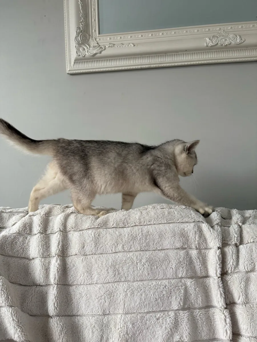 British Short Hair kitten - Image 2