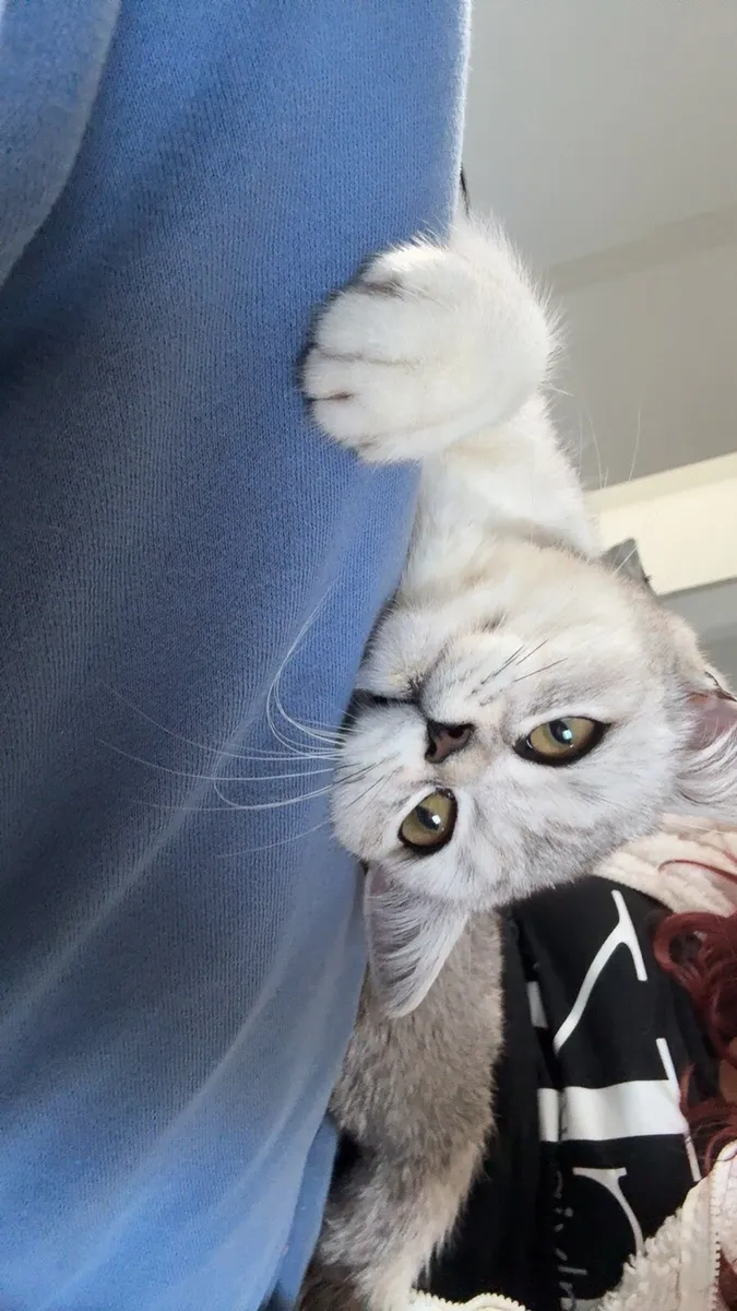 British Short Hair kitten - Image 3
