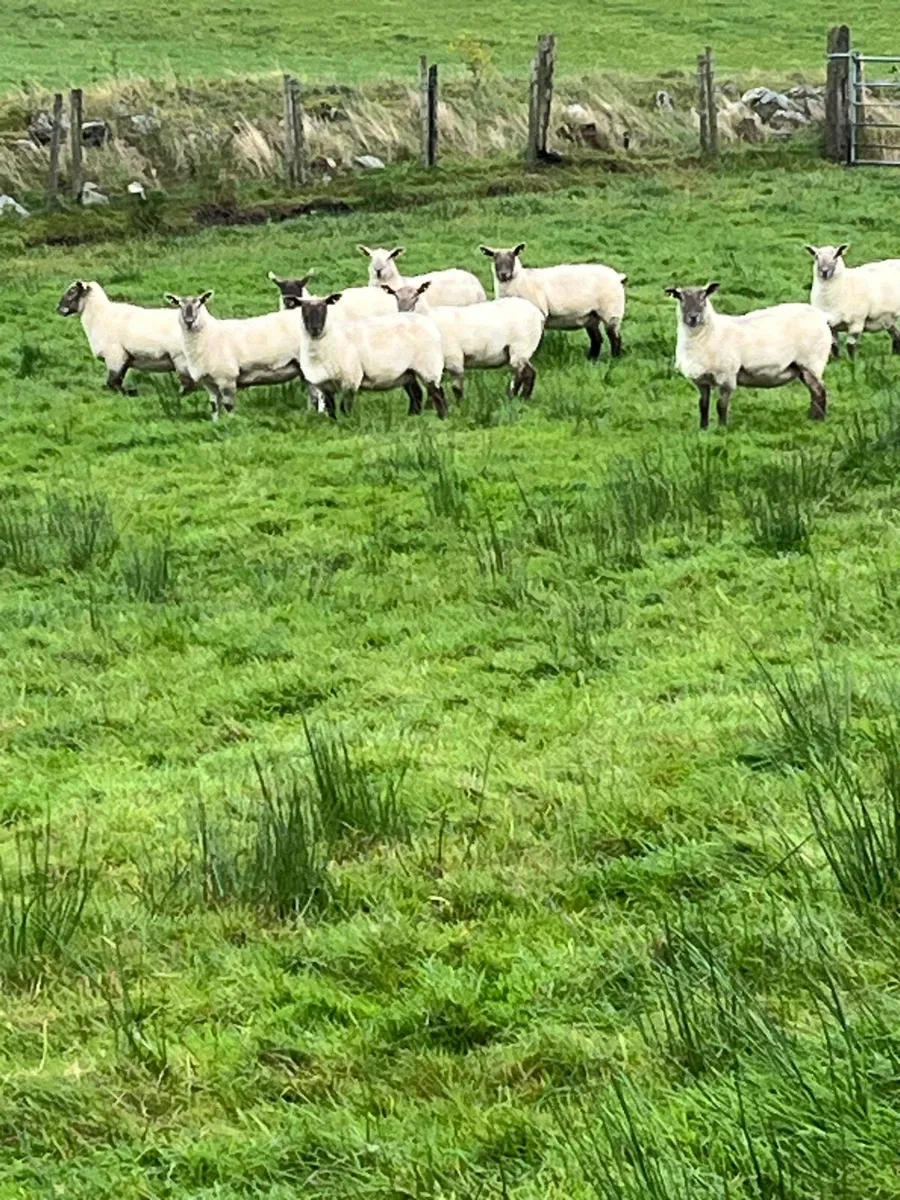 Hoggets - Image 1