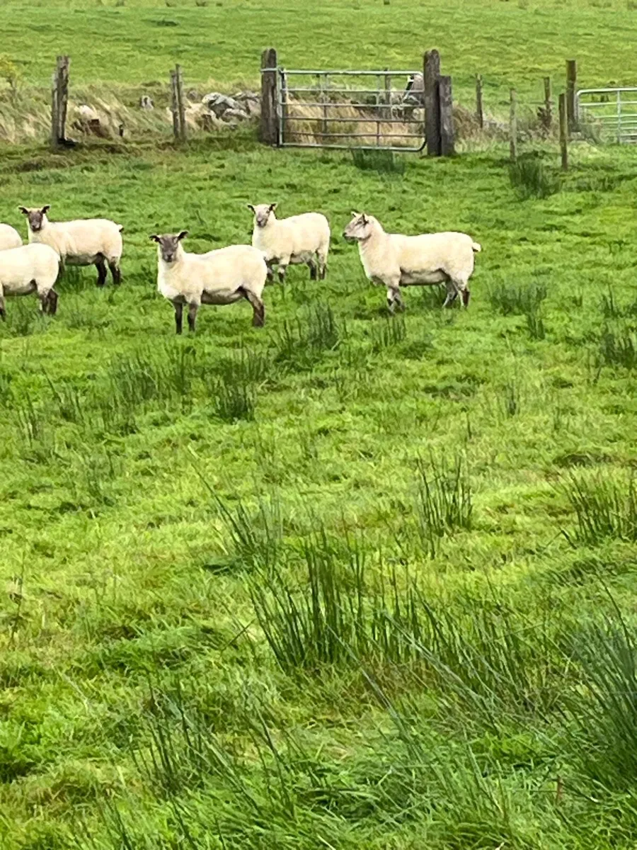 Hoggets - Image 2