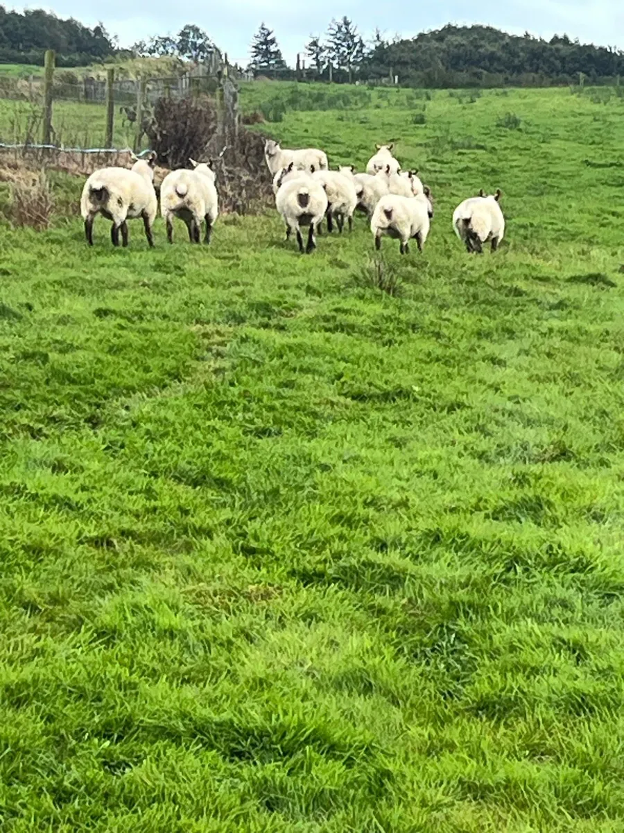 Hoggets - Image 3