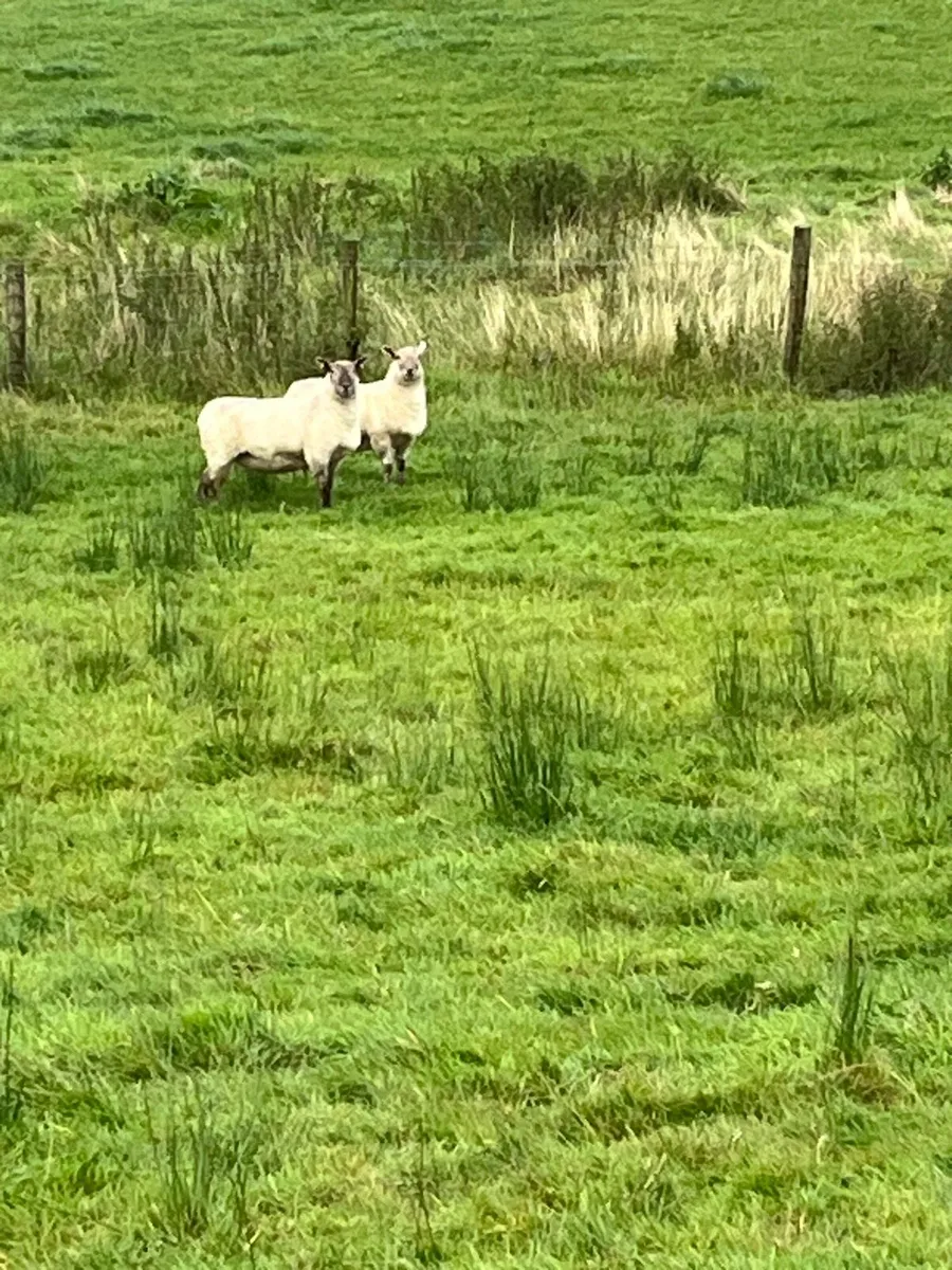 Hoggets - Image 4