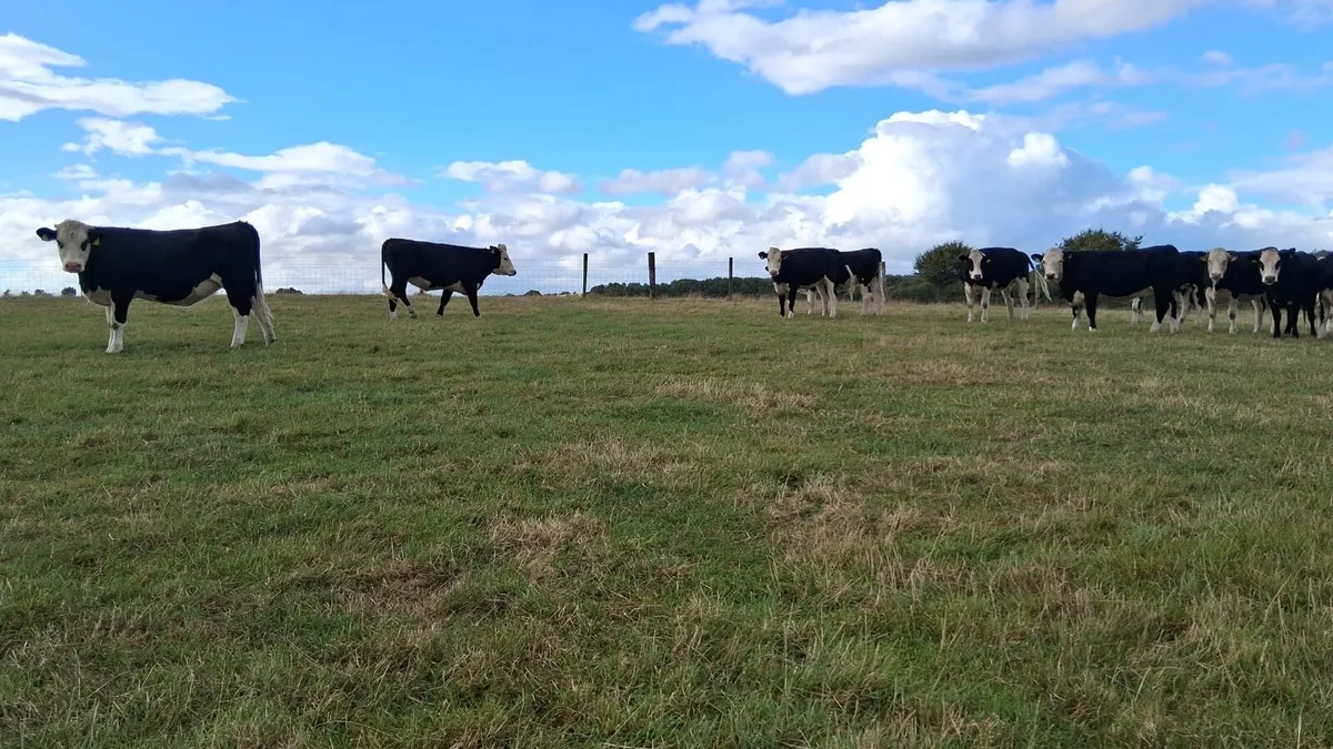 14 Hereford Heifers - Image 2