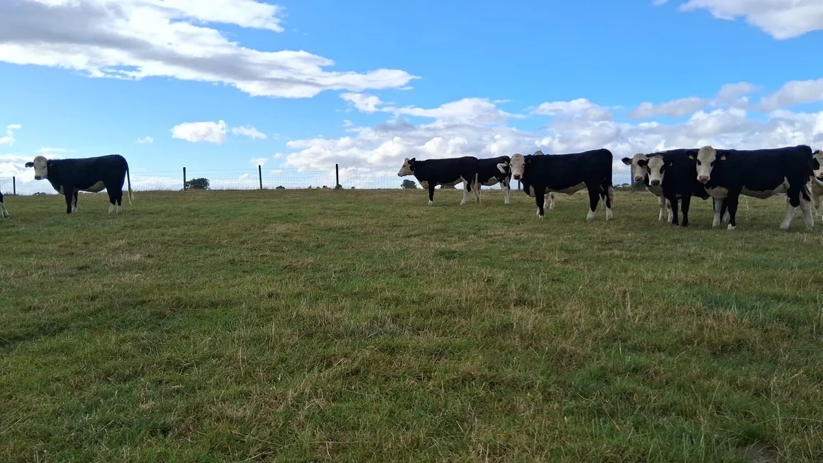 14 Hereford Heifers - Image 3