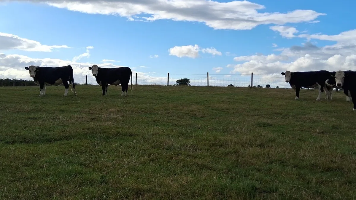 14 Hereford Heifers - Image 4