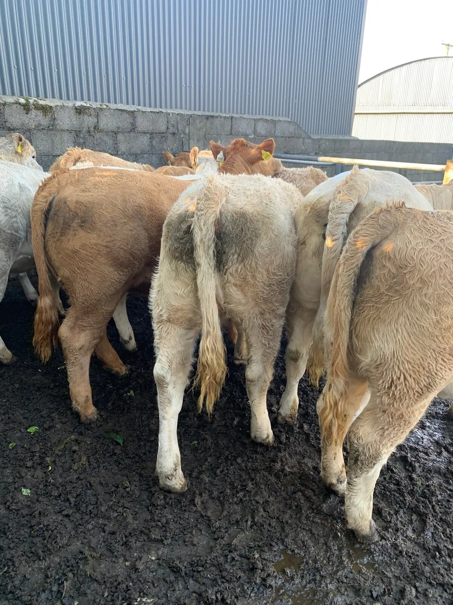 10 Charolais heifers - Image 1