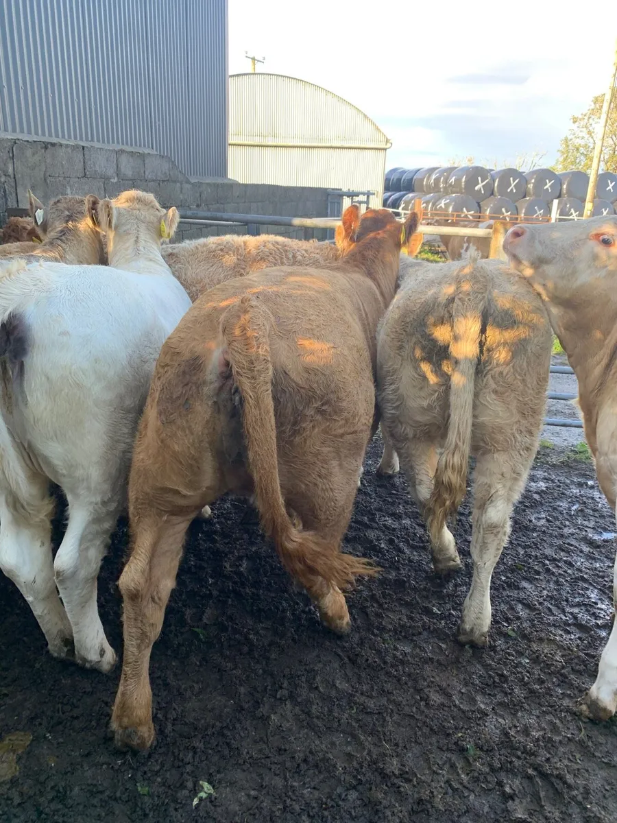 10 Charolais heifers - Image 2