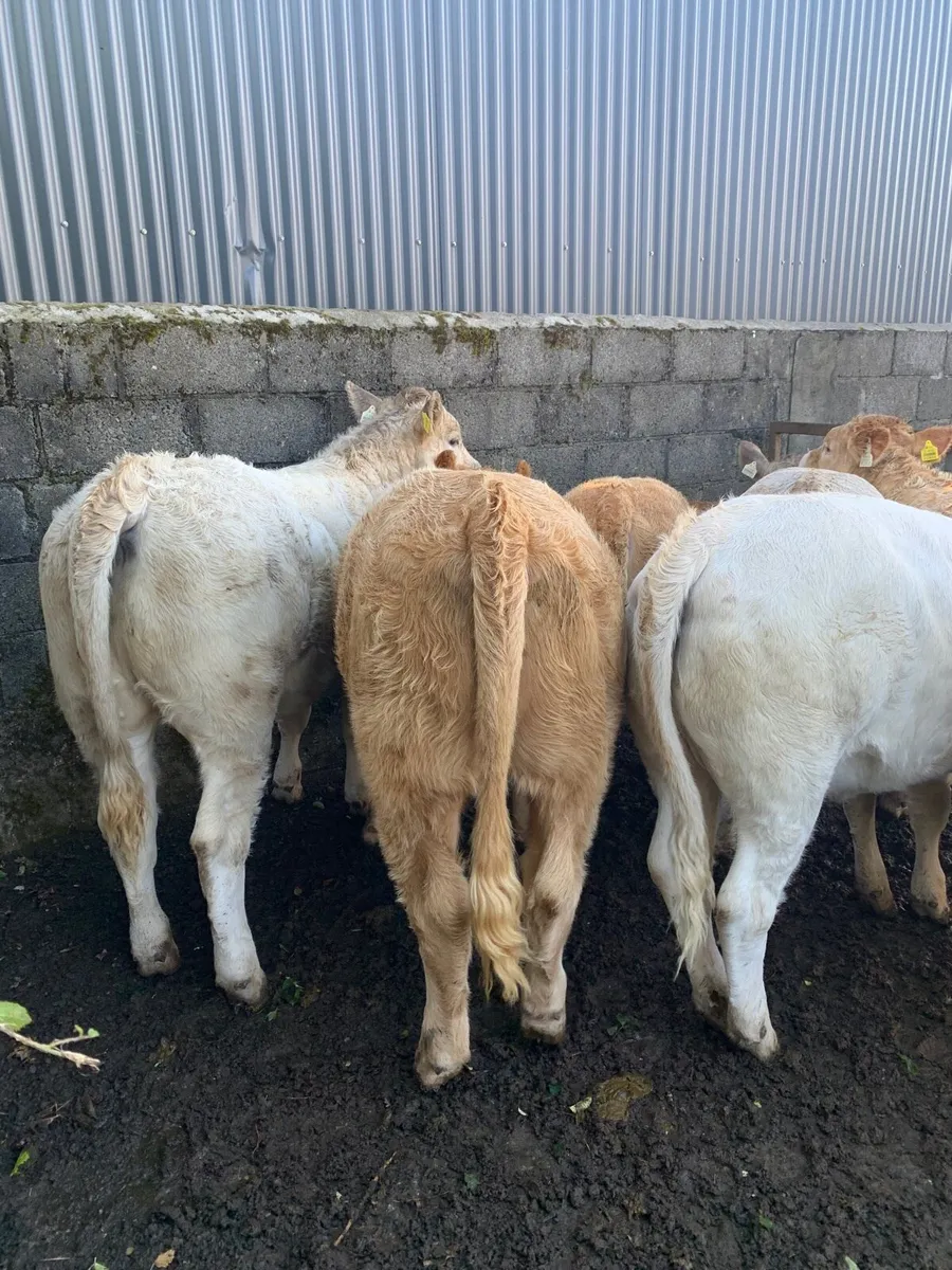 10 Charolais heifers - Image 3