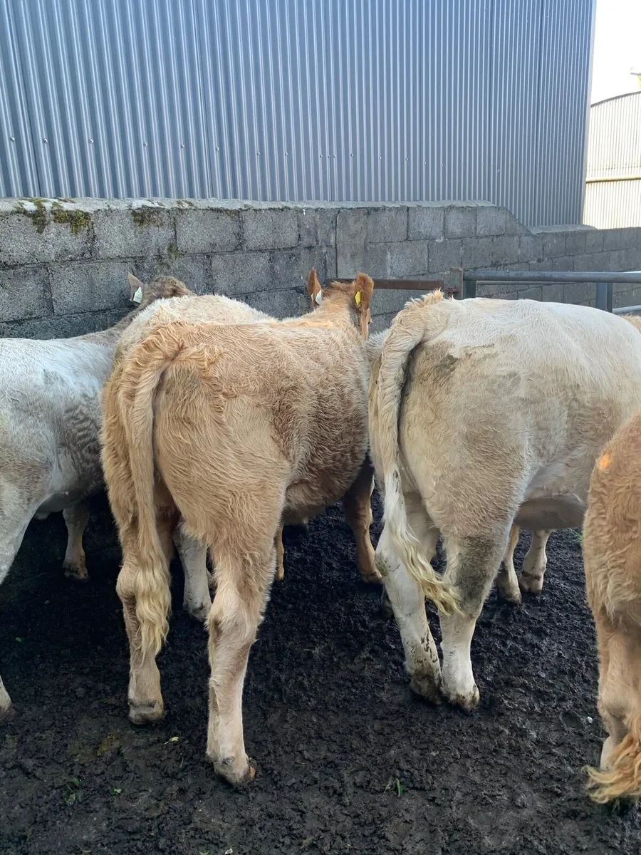 10 Charolais heifers - Image 4