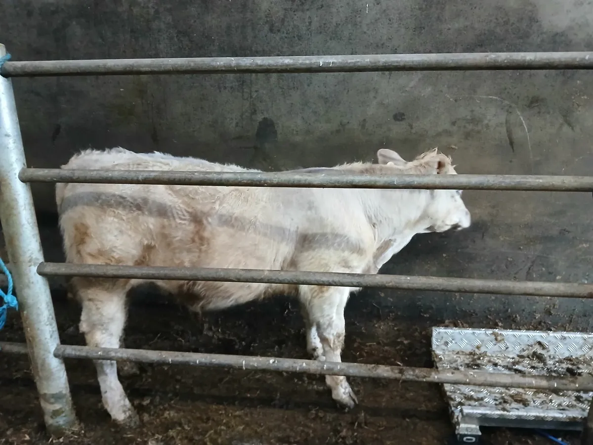 Weanling Bull - Image 1