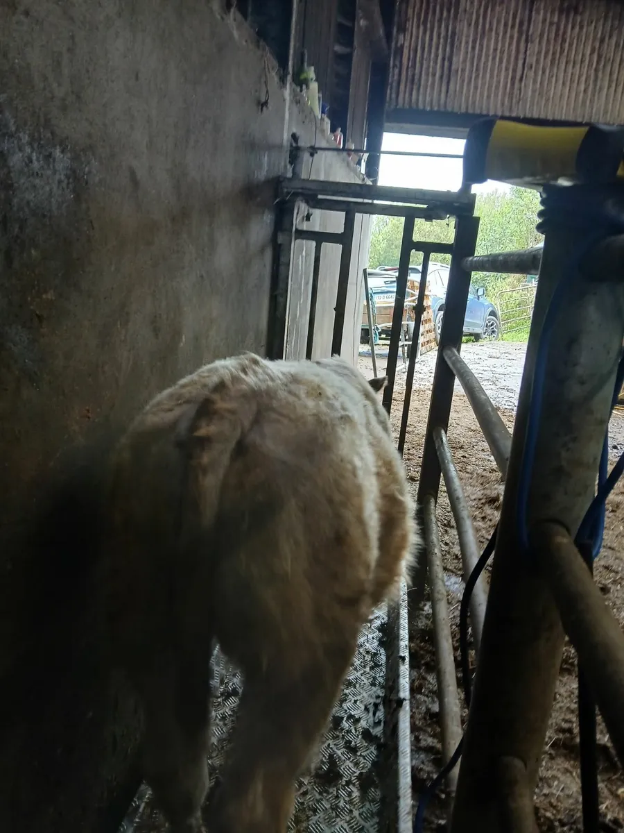 Weanling Bull - Image 2