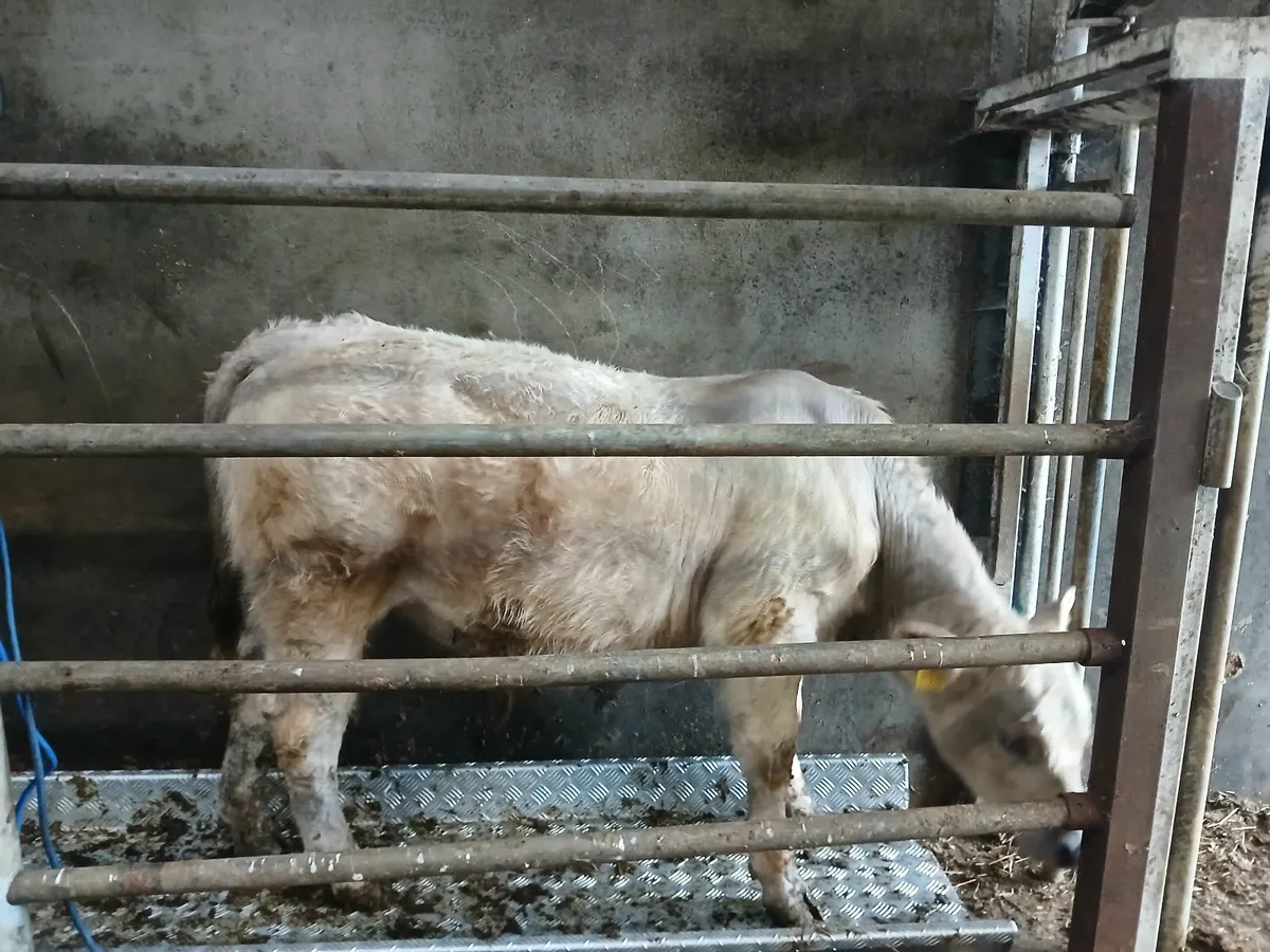 Weanling Bull - Image 3