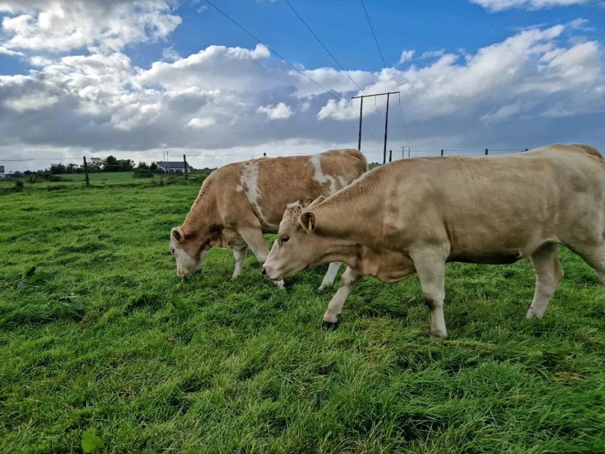 2 Breeding Heifers 5 star rating - Image 4