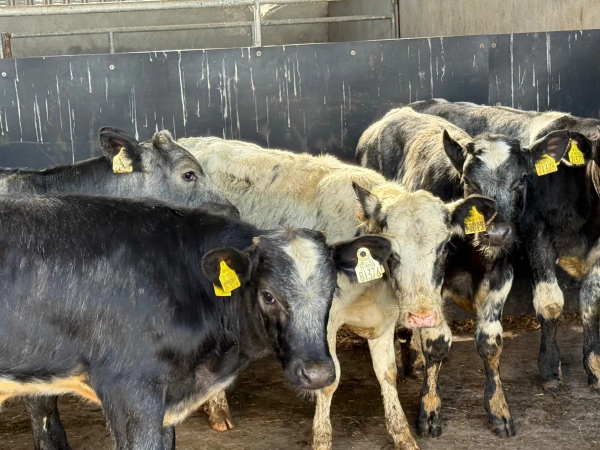 5 BLUE WEANLINGS ( AI bred ) - Image 2