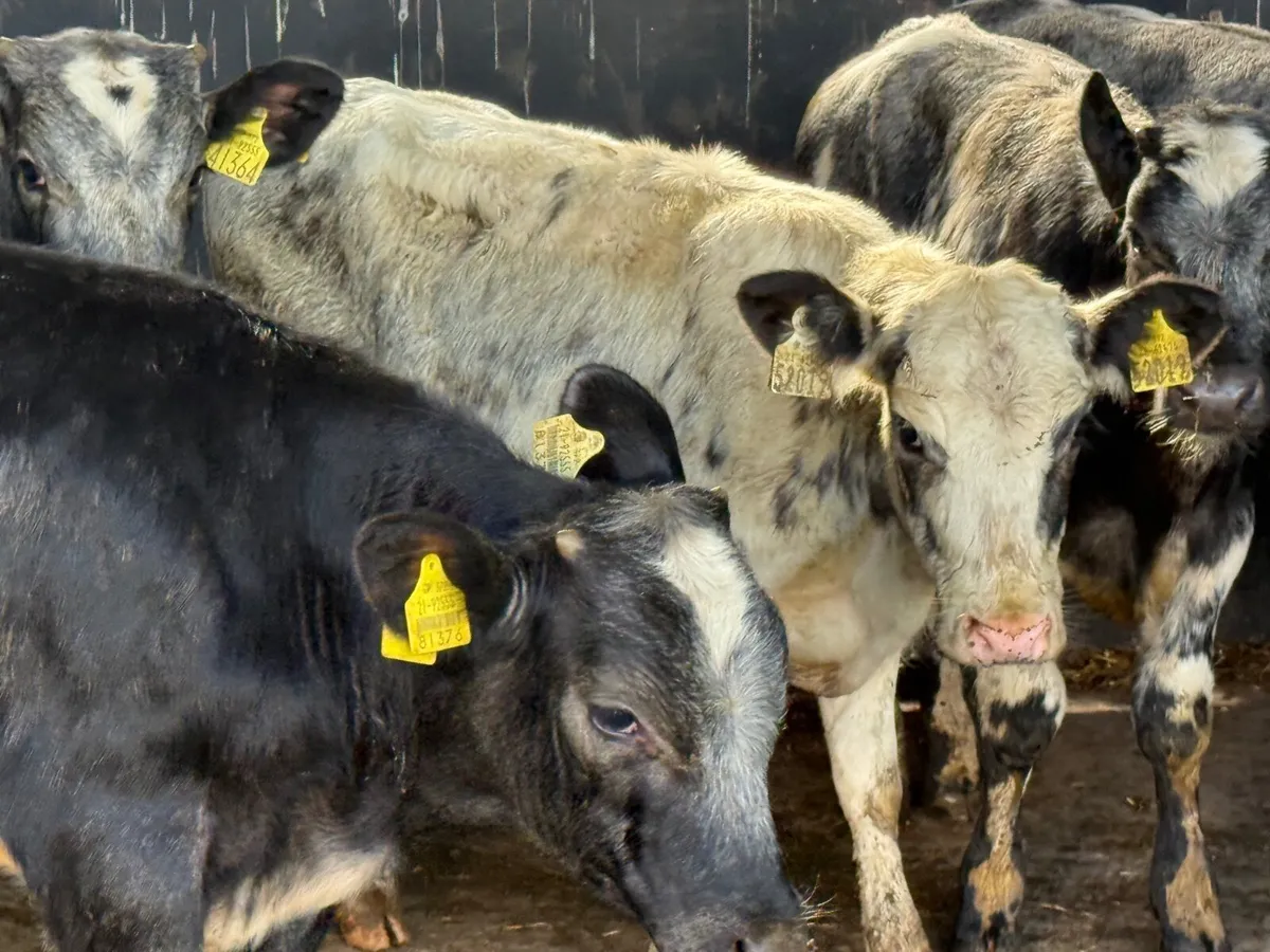 5 BLUE WEANLINGS ( AI bred ) - Image 1