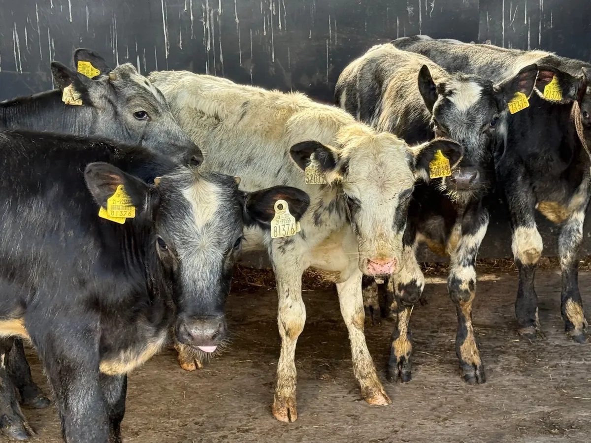 5 BLUE WEANLINGS ( AI bred ) - Image 3