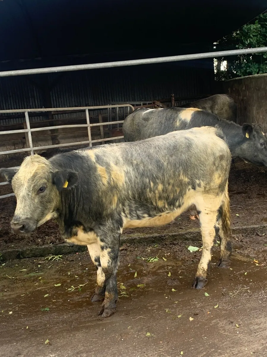 3 Super BBX Breeding heifers - Image 1