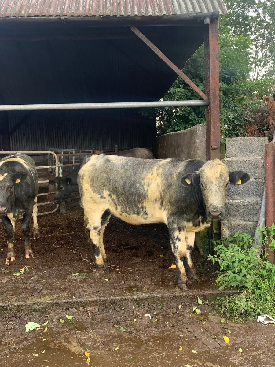 3 Super BBX Breeding heifers - Image 2