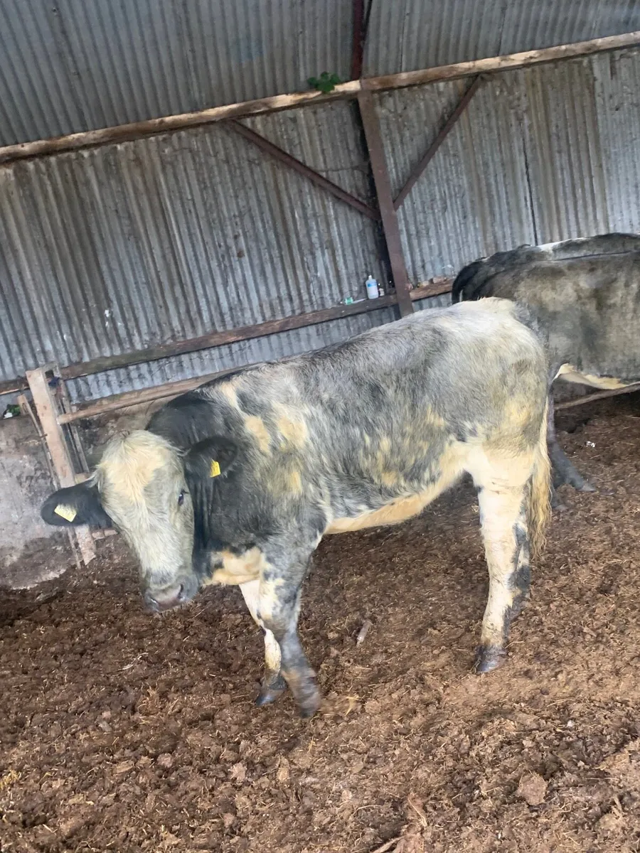 3 Super BBX Breeding heifers - Image 4