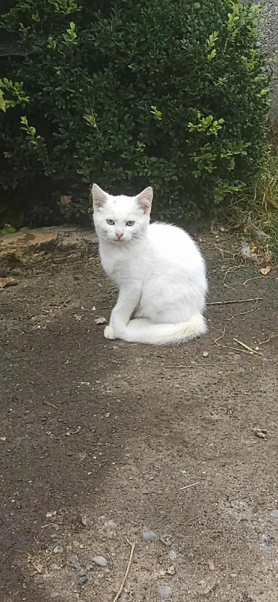 Kittens - Image 1