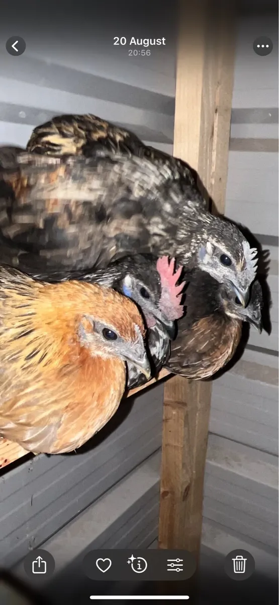 Rare poultry breeds