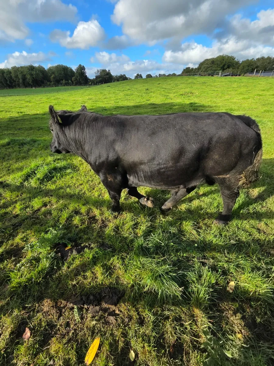 Angus bull - Image 1