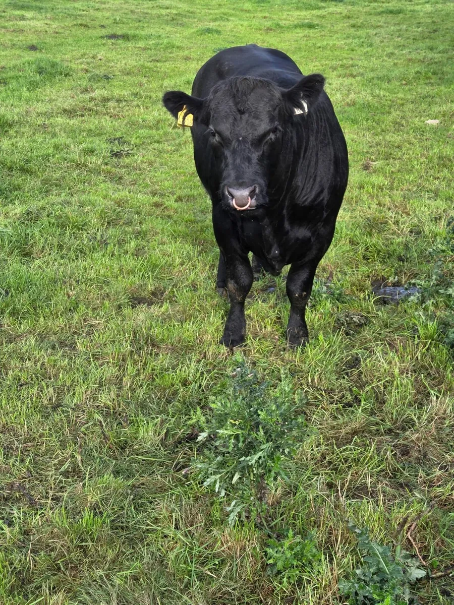 Angus bull - Image 2