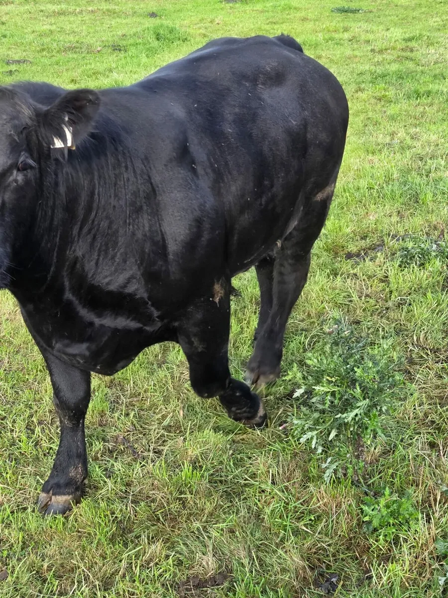 Angus bull - Image 3