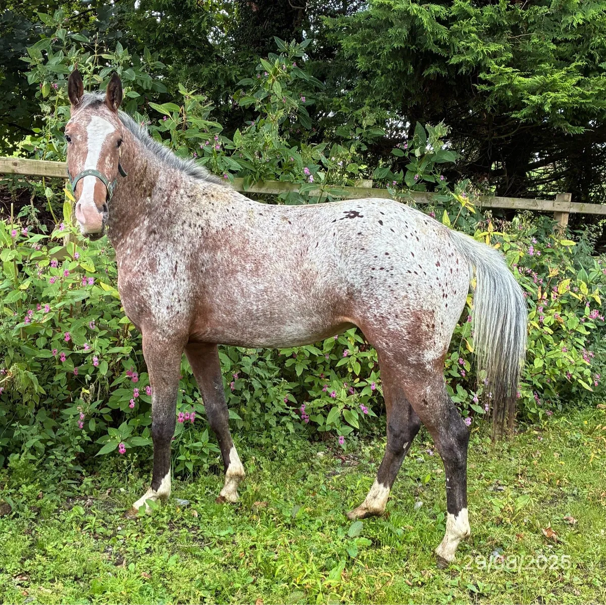 2YO Filly - Image 2