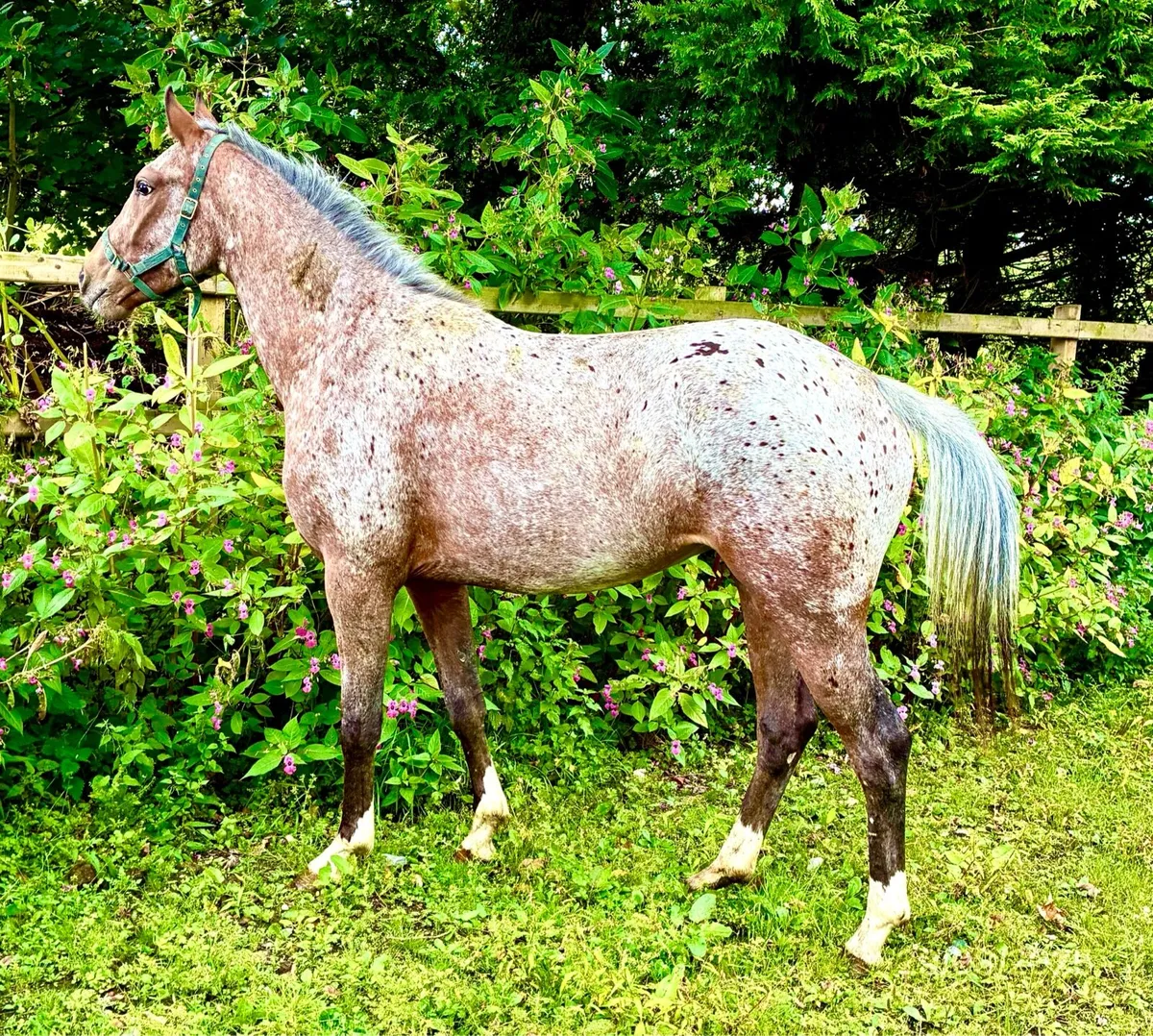 2YO Filly - Image 3