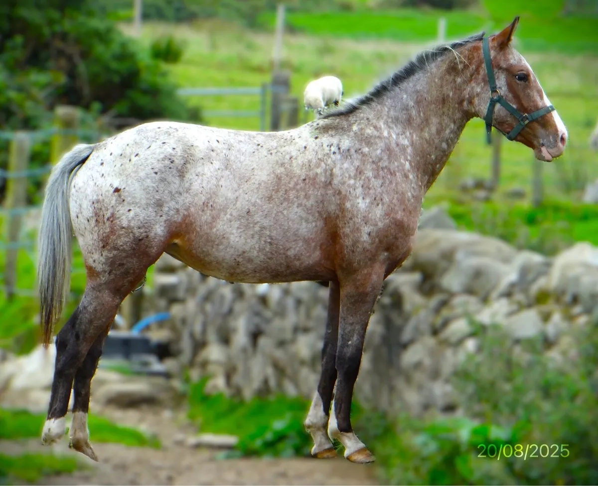 2YO Filly - Image 1