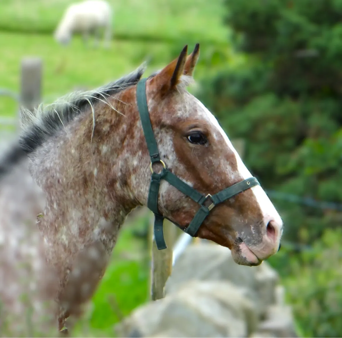 2YO Filly - Image 4