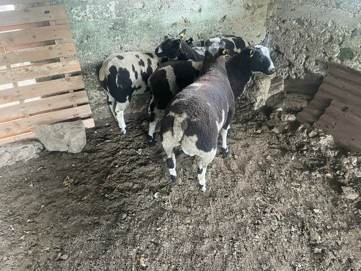 Pedigree Dutch Spotted Rams - Image 1