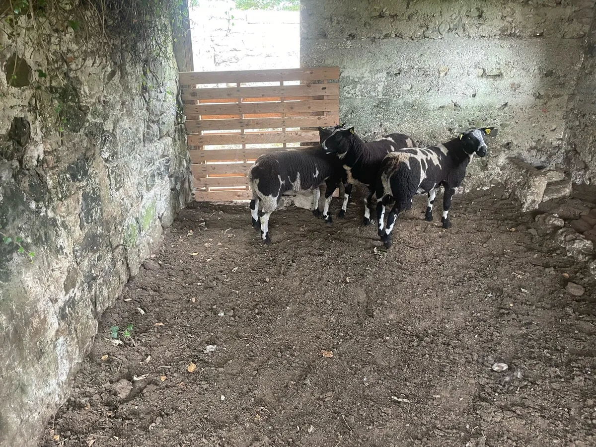Pedigree Dutch Spotted Rams - Image 2