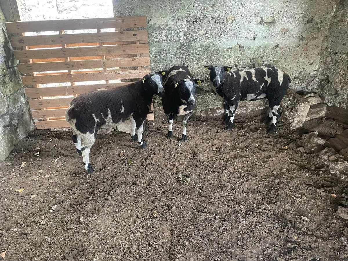 Pedigree Dutch Spotted Rams - Image 3