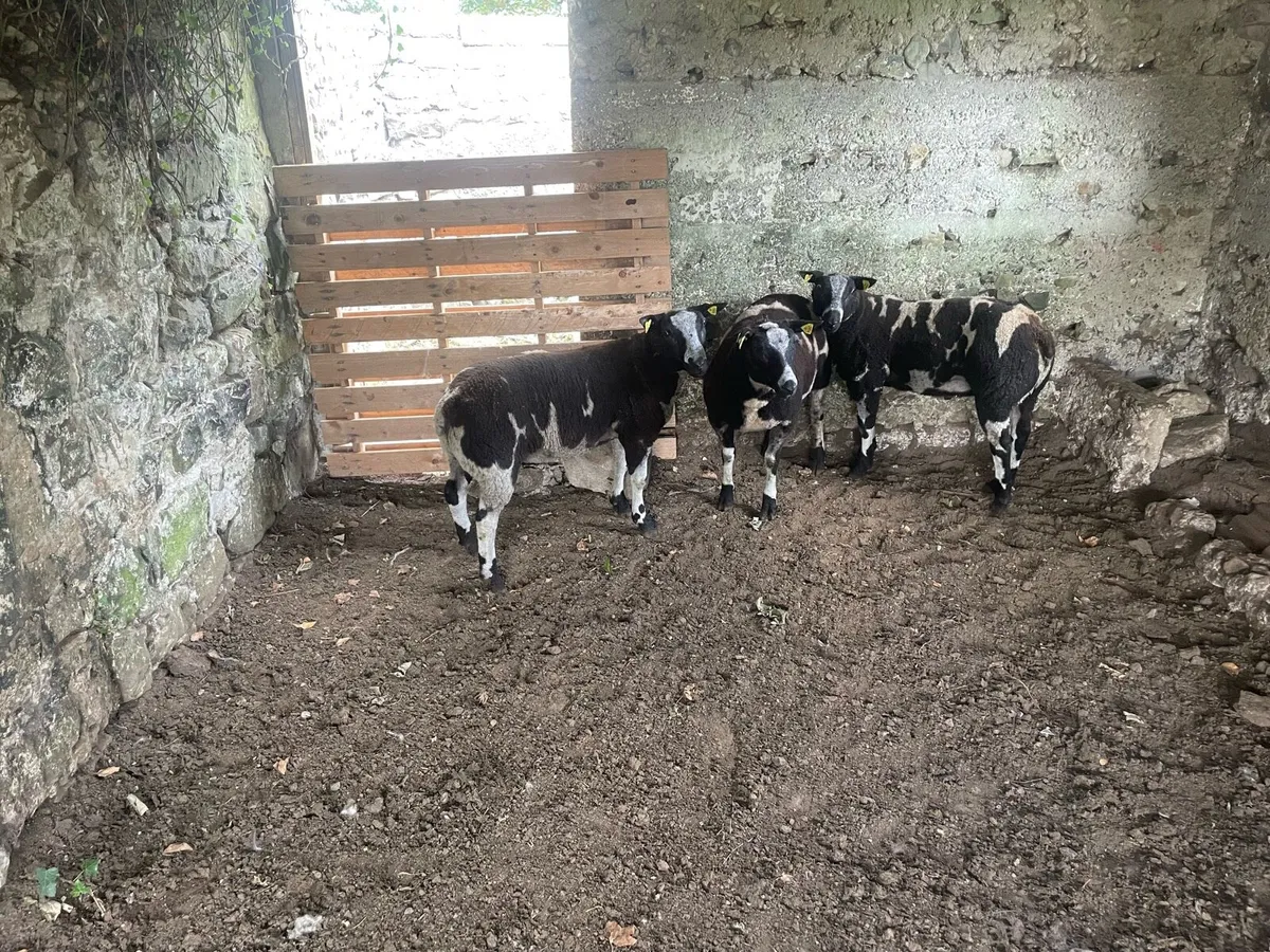 Pedigree Dutch Spotted Rams - Image 4