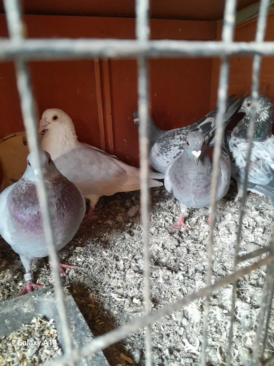 Pigeons for sale