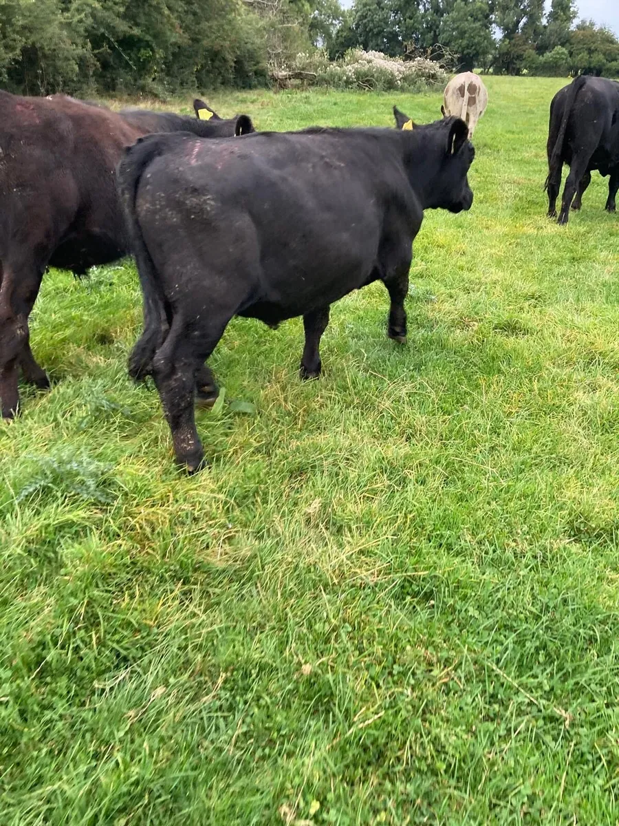 20 Bullocks for sale - Image 1