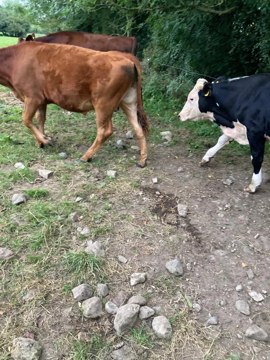 20 Bullocks for sale - Image 2
