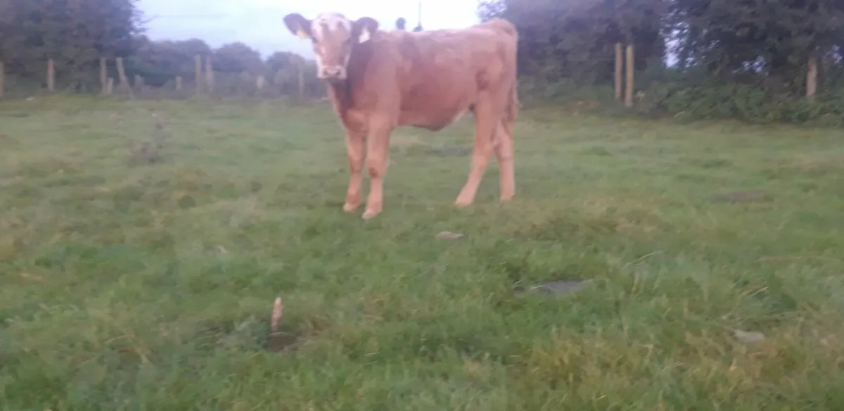 5 Red Limousin Heifer Runners - Image 3