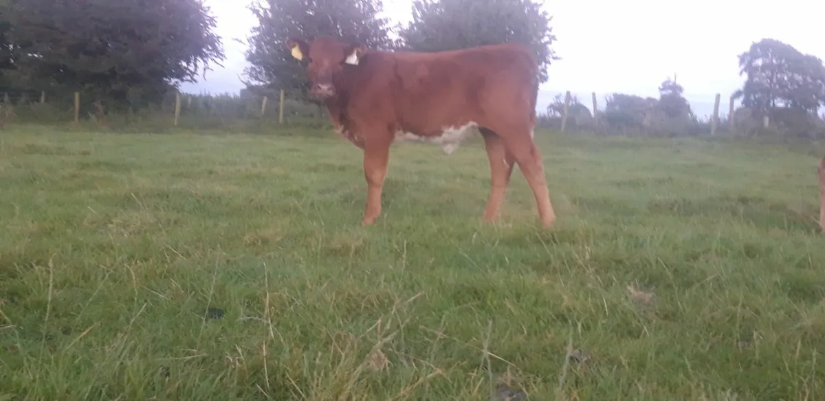5 Red Limousin Heifer Runners - Image 2