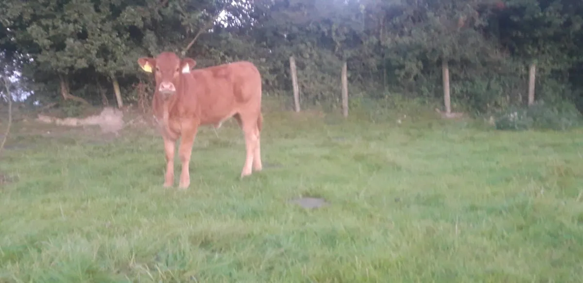 5 Red Limousin Heifer Runners - Image 4