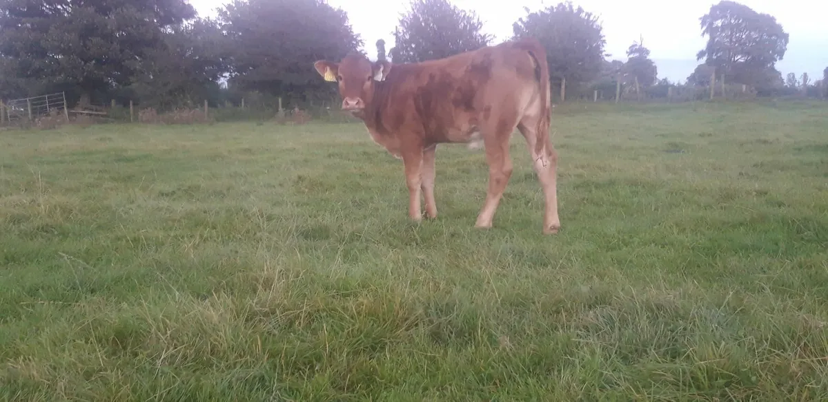 5 Red Limousin Heifer Runners - Image 1