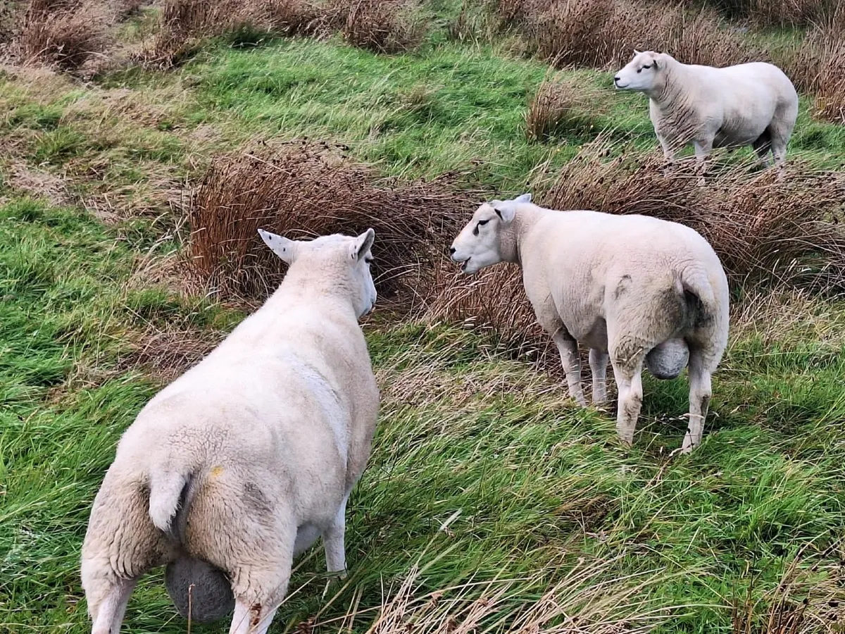 Rams for Sale - Image 1