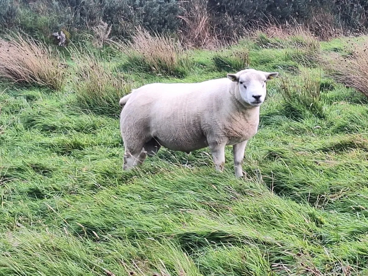 Rams for Sale - Image 2