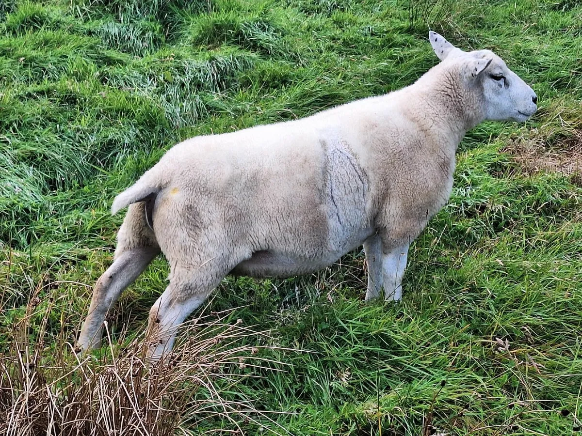Rams for Sale - Image 3