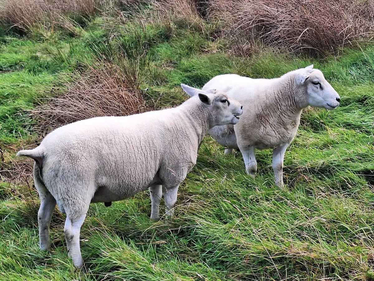 Rams for Sale - Image 4