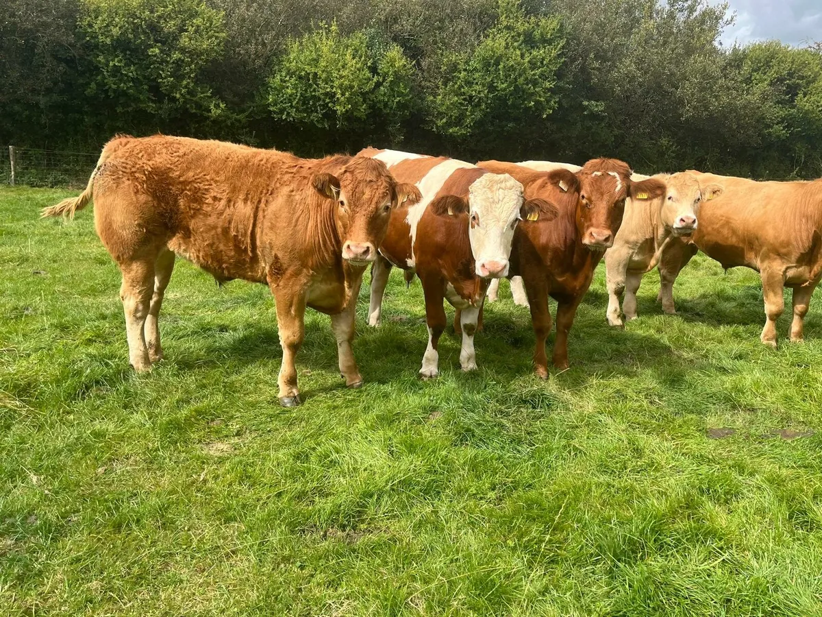 Bullocks Enniscorthy Mart Tuesday 2nd of September - Image 1