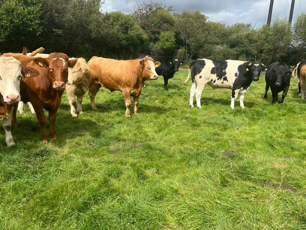 Bullocks Enniscorthy Mart Tuesday 2nd of September - Image 2