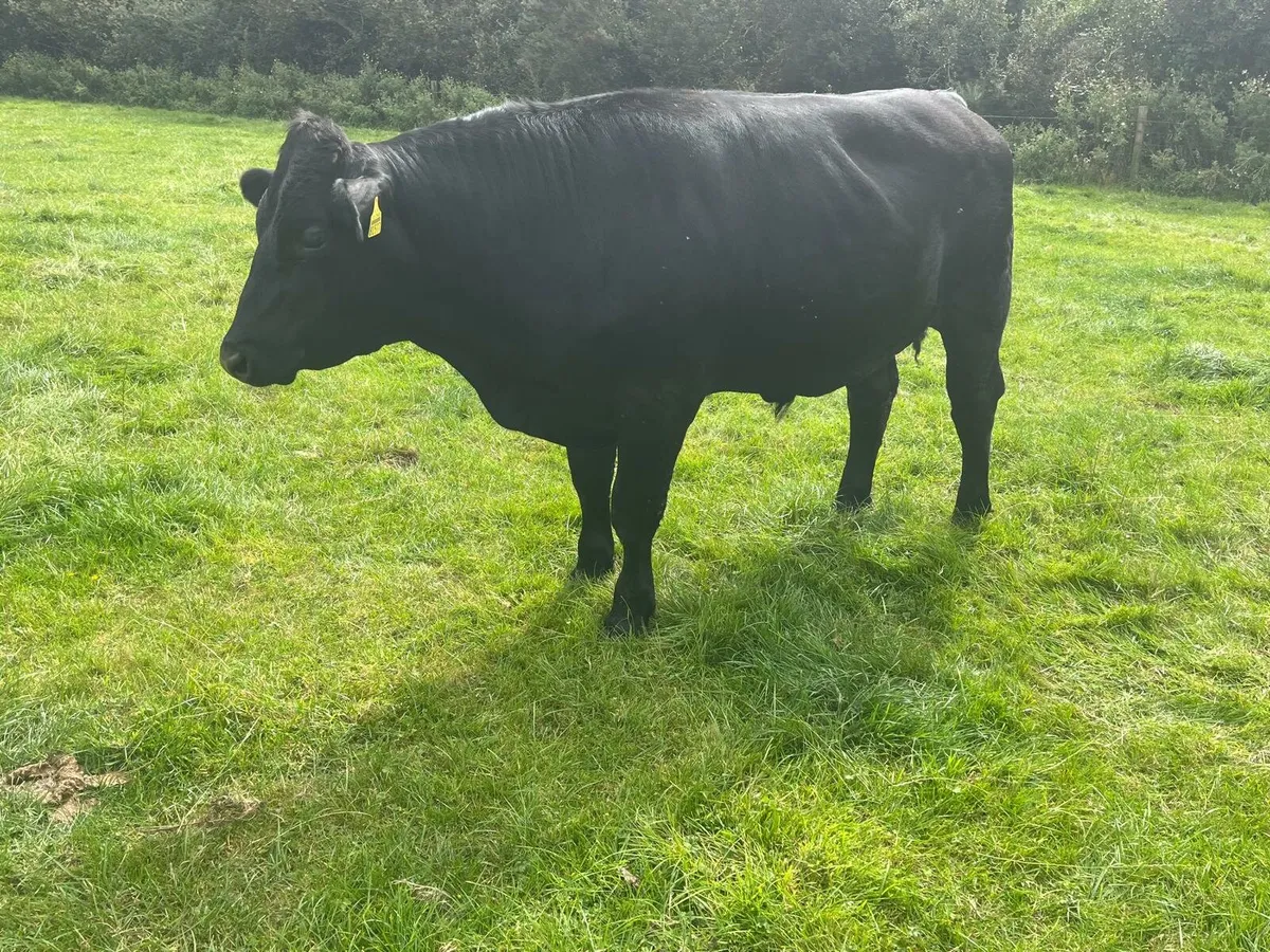 Bullocks Enniscorthy Mart Tuesday 2nd of September - Image 3